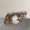 Cute Bow Kitty Popsockets Leopard Phone Case